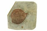 Fossil Leaf (Davidia) - Montana #271027-1